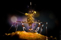   SpotlightCleaner Shrimp portrait taken Tulamben BaliCanon 600D 60mm no diopters  